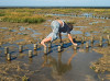 Wattenmeer